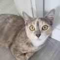 Photo of Nala