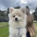 Photo of Cheddar