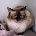 Photo of Atlas