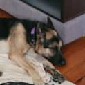 Photo of Tyson