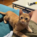 Photo of Biscuit