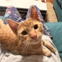 Photo of Biscuit