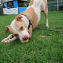 Photo of Marley
