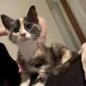 Photo of Maple