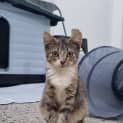 Photo of Beans