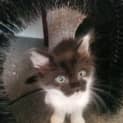 Photo of Gizmo The Kitten