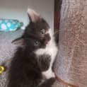 Photo of Gizmo The Kitten