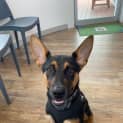 Photo of Bindi