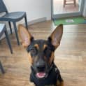 Photo of Bindi