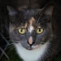 Photo of Freya