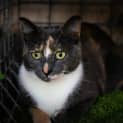 Photo of Freya