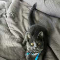 Photo of Momo