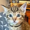 Photo of Ladon