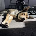Photo of Bodie