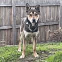 Photo of Bodie
