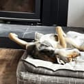Photo of Bodie