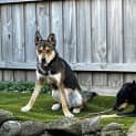 Photo of Bodie