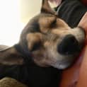 Photo of Bodie