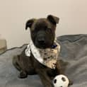 Photo of Yogi   12 Week Old Staffy X (Trial)