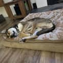 Photo of Bodie