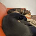 Photo of Bodie