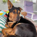Photo of D844 Diesel