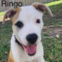 Photo of Ringo