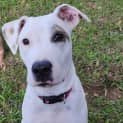 Photo of Tink