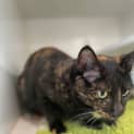 Photo of Gypsy