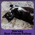 Photo of Harvey