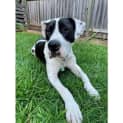 Photo of Hugo *$150 Adoption Fee*
