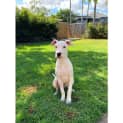 Photo of Wilma *$150 Adoption Fee*