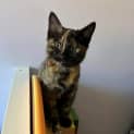 Photo of Layla