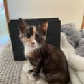Photo of Maple