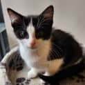 Photo of Mister Knowitall