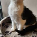 Photo of Mister Knowitall
