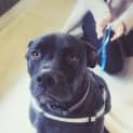 Photo of Finn