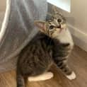 Photo of Felix