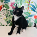 Photo of Niko Located In Preston