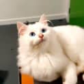 Photo of Dumpling