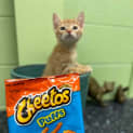 Photo of Cheeto
