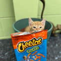 Photo of Cheeto