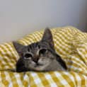Photo of Limi