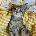 Photo of Limi