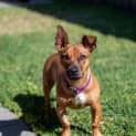 Photo of Pippa