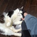 Photo of Mr Bojangles