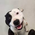 Photo of 🌸 Gypsy 🌸C04380
