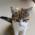 Photo of Cleo