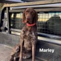 Photo of Marley