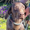 Photo of Marley